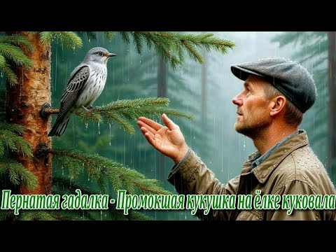 Видео: Пернатая Гадалка - Промокшая кукушка на ёлке куковала. Автор текста Александр Сажин