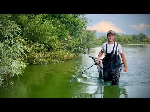 Видео: Ловля коропа на змаганнях. Рибалка в зміну погоди. Озеро КарТар 
