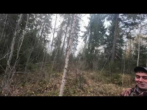 Видео: 12.10.2025. Охота с руской гончей, до обеда трёх. 