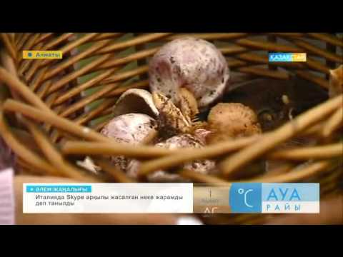 Видео: Саңырауқұлақ терудің әдісі