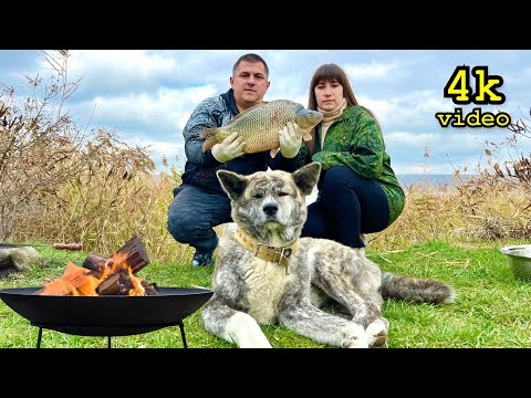Видео: Жизнь в палатке и вкусный ужин из дикой рыбы с грибами, жареными на костре!