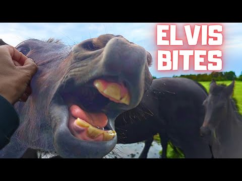 Видео: Не кусай Элвиса! Ястребиные глаза. Счастливый воздушный шар, странная погода | Фризские лошади