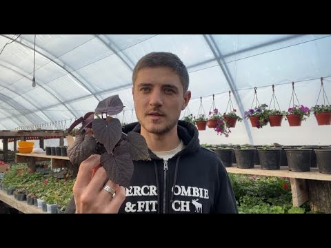 Видео: Топ 10 растений для сохранения маточников зимой