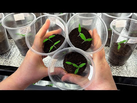 Видео: После всходов сделайте так! Рассада будет крепкой, здоровой и не будет вытягиваться!