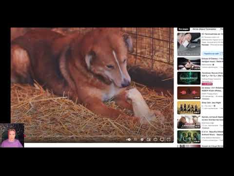 Видео: Правильная высота миски: как выбрать?