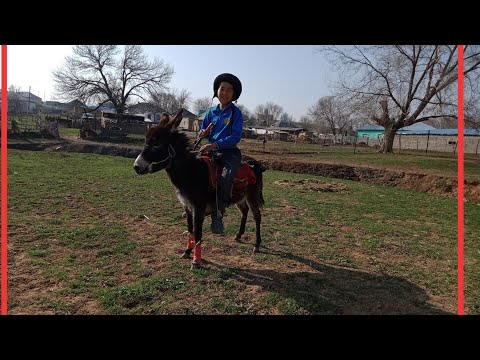 Видео: Есек көкпар 2 бөлім