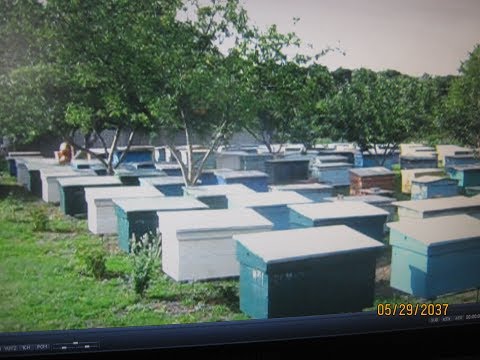 Видео: Показательная пасека !