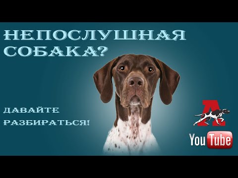 Видео: Как себя вести, если щенок не слушается?