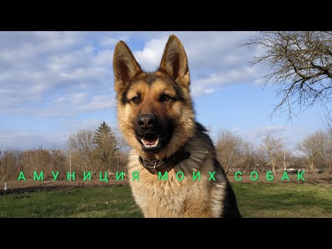 Видео: Амуниция всех моих собак и сами собаки🐶🐾