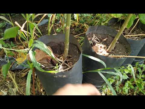 Видео: Павловния, результаты роста в пакетах, 2020