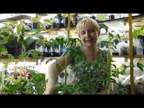 Видео: Помидоры из черенка ! Фантастический результат !