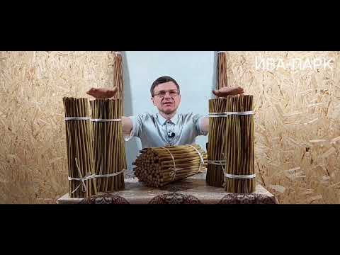 Видео: ИВА-ПАРК. Американка гигантская. Разновидности сорта.