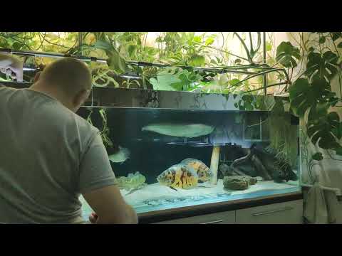 Видео: Милеус Ламакс 2  в большой аквариум.