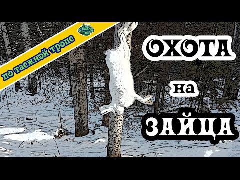 Видео: Охота на зайца. Нужна приманка.