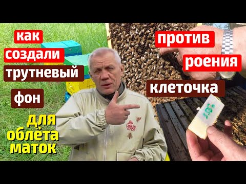 Видео: Как трутнёвый фон влияет на КАЧЕСТВО спаривания маток? Облет маток.