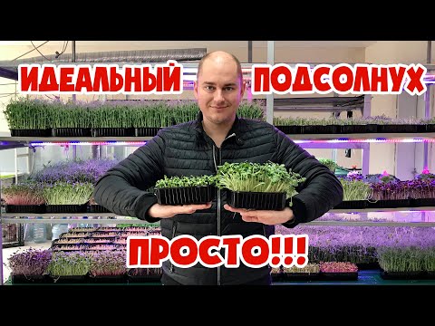Видео: Как вырастить микрозелень подсолнечника, технология и все способы!