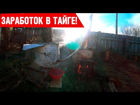 Видео: Собиратели дикороса в тайге! Тайга Кормилица