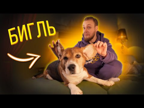 Видео: БИГЛЬ| все о породе| личный опыт владения породой| ОН ОЧЕНЬ ЗАБАВНЫЙ