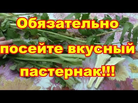 Видео: Вкуснейший корнеплод пастернак незаслуженно забыт!!!