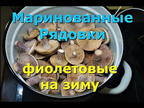 Видео: Маринованные Рядовки Фиолетовые на зиму