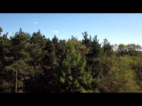 Видео: Лучёса