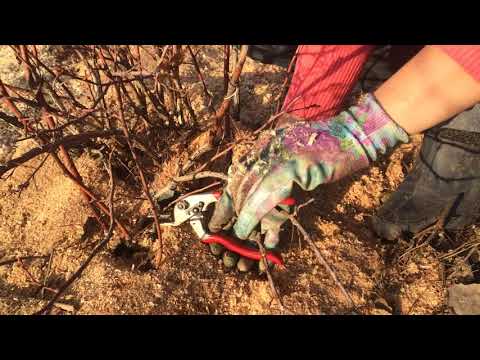 Видео: Обрезка голубики возрастом 5-6 лет