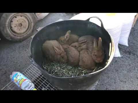 Видео: Тернопіль 13.02.2022 виставка