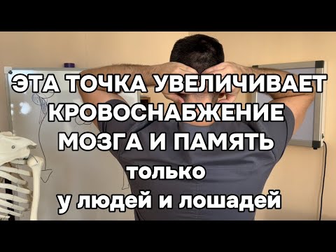 Видео: Эта точка увеличивает кровоснабжение мозга в 45 раз только у людей и лошадей. Память и внимание тоже