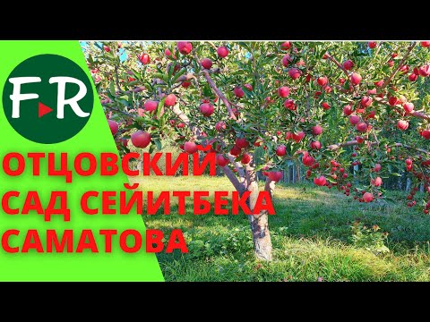Видео: Отцовский сад Сейитбека Саматова. Обрезка яблонь. Как хранить яблоки под снегом без холодильника.