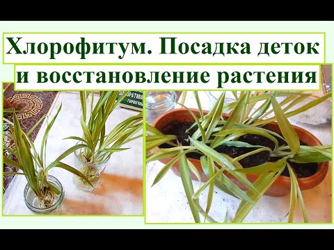 Видео: Хлорофитум. Посадка деток и пересадка отравившегося растения.