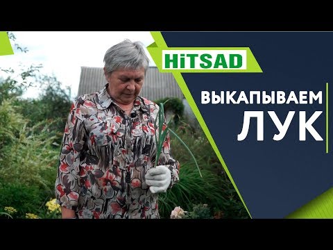 Видео: Когда Убирать Лук ✔️ Как ПРАВИЛЬНО Хранить Лук 🔥 Советы От Хитсад ТВ