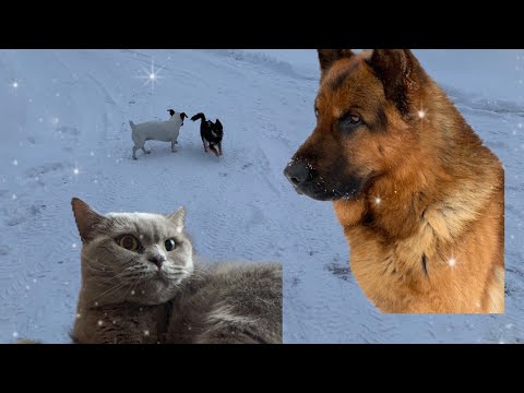 Видео: #HomeVlog | прогулка собак 💕