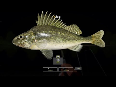 Видео: Russian Fishing 4 Клёвые места. Трофейный Ёрш. Река Белая.