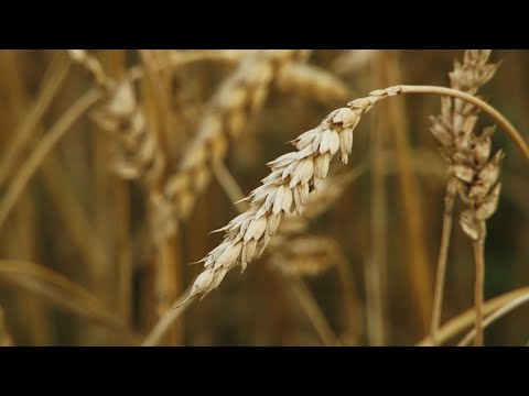 Видео: Нижегородская область. Итоги 2022 сельскохозяйственного года.