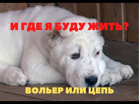 Видео: Вольер или цепь? (история заводчика-любителя) Как содержать Алабая.