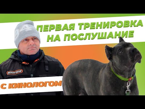 Видео: Первая тренировка собаки - Занятие с кинологом - Тренировка на послушание - Дрессировка собаки