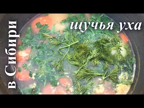 Видео: Лесная кухня: Самая вкусная Уха в казане на костре!