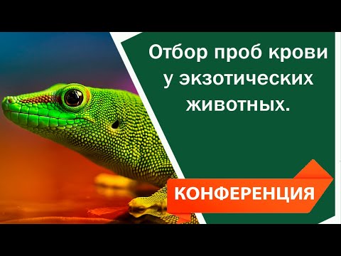 Видео: Отбор проб крови у экзотических животных.