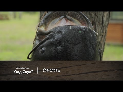 Видео: Сомоловы. Рыбалка в стиле "Олд Скул". 19 серия