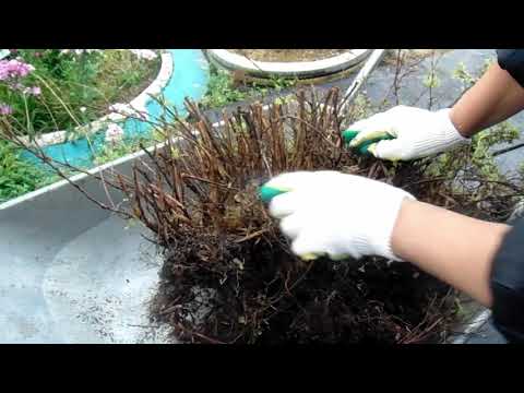 Видео: Лапчатка. Деление куста.