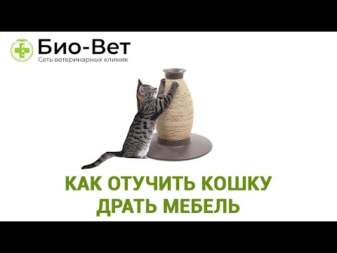 Видео: Как Отучить Кошку Драть Мебель & ТОП-3 способа Отучить Кошку Драть Мебель. Ветклиника Био Вет