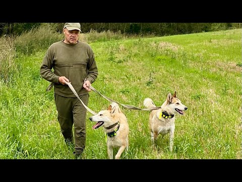Видео: Открытие охоты по Перу 2025 в кругу друзей и единомышленников 🤝