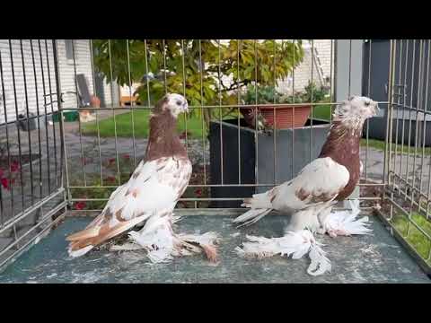 Видео: Капканы