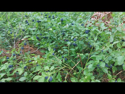 Видео: нашёл много черники