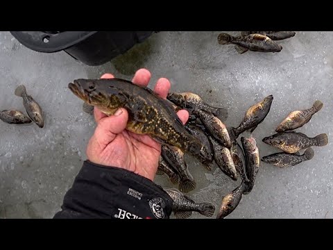 Видео: Эта РЫБА ловится на ВСЁ. Мормышка, блесна, балансир, силикон.