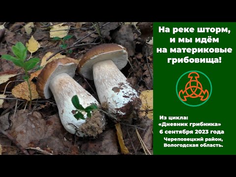 Видео: На реке шторм, и мы идём на материковые грибовища!  "Дневник грибника" от 6 сентября 2023 года