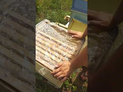 Видео: Посадка матки в семью трутовку, исправление трутовки
