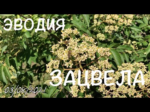 Видео: Эводия ЗАЦВЕЛА | Поэтапное цветение Эводии Даниэля | ПчелоСад