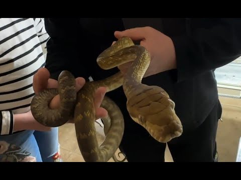Видео: Змеи как любимцы.