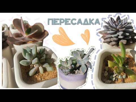 Видео: Обзор + Пересадка новых суккулентов 💚😍